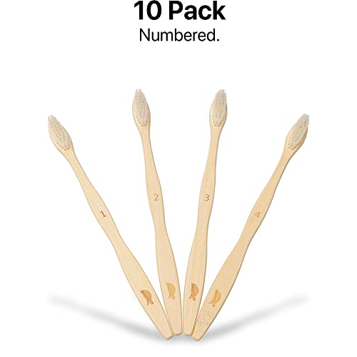 Plant Based Bristles (1 Count (Pack of 10) / Adult)