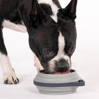 Nomad Small Collapsible Dog Bowl - Image 2