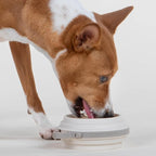 Nomad Small Collapsible Dog Bowl - Image 2