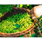 ECO amenities Shampoo Mini Flip-Cap Tubes - Image 5