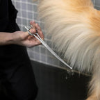 Tweezerman 9" Pet Grooming Scissors with Safety Round Tips, Professional Curved Grooming Shears for Medium to Large Dogs