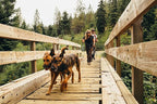 Cascade Mountain Tech Trekking Poles - Image 8